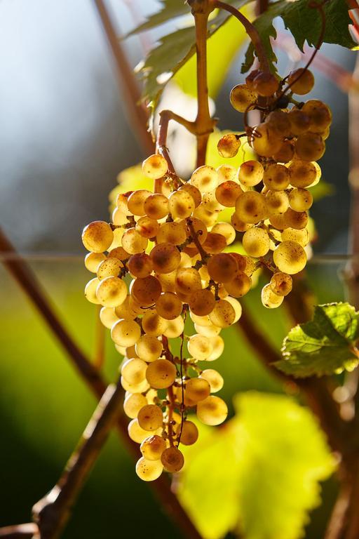 Faedis Agriturismo L'Uva E Le Stelle מראה חיצוני תמונה