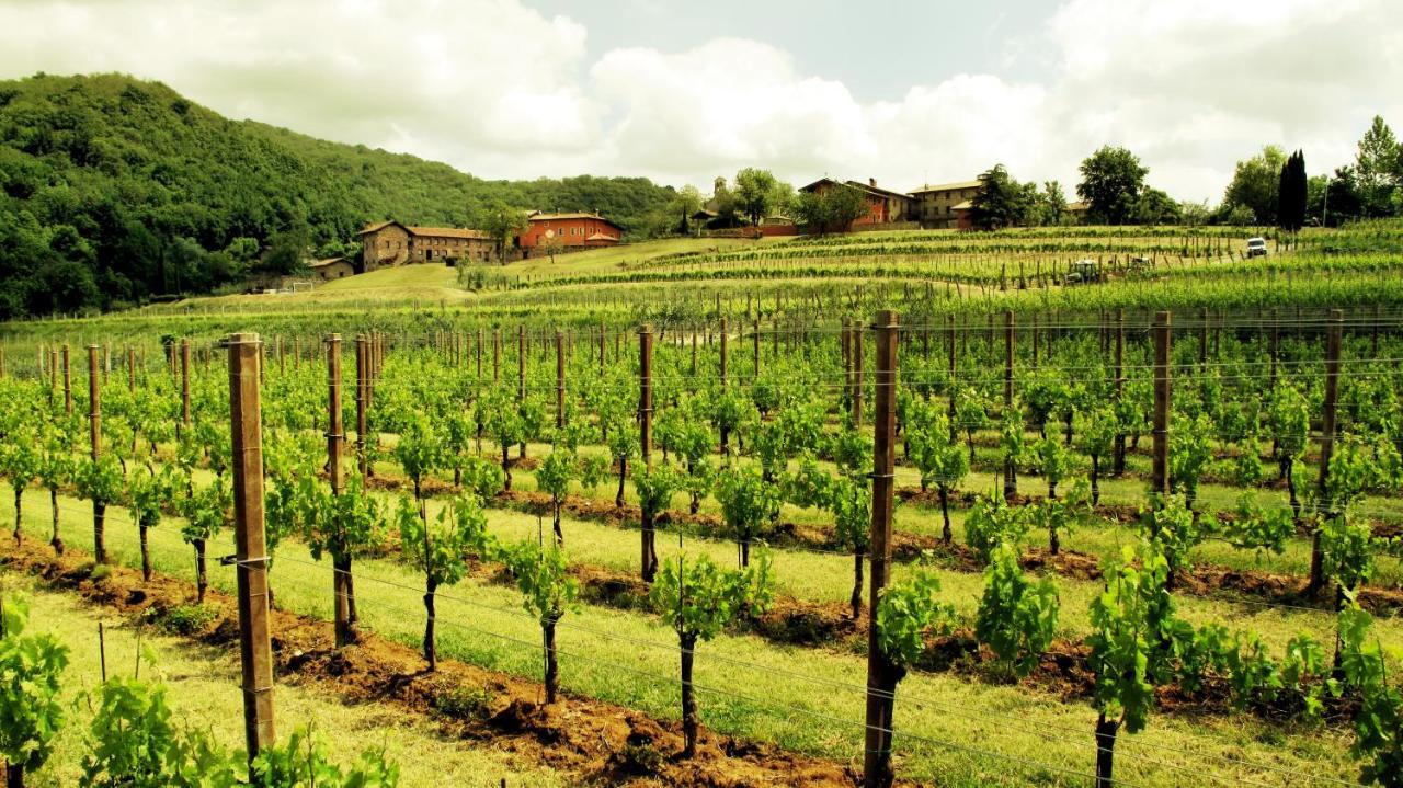Faedis Agriturismo L'Uva E Le Stelle מראה חיצוני תמונה